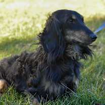 Thumbnail photo of Bentley #4