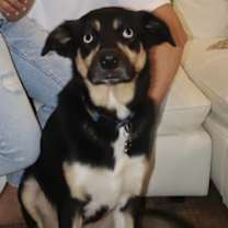 Thumbnail photo of Spyro #2