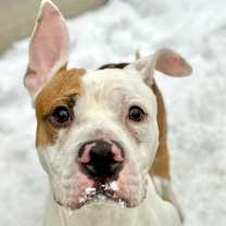 Thumbnail photo of Pfeiffer #1