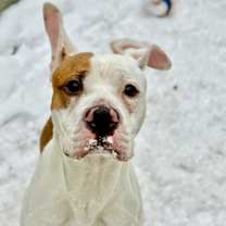 Thumbnail photo of Pfeiffer #3