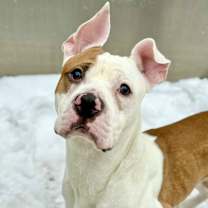 Thumbnail photo of Pfeiffer #4