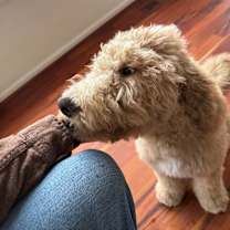 Thumbnail photo of Enzo #3