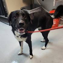 Thumbnail photo of Herc #2