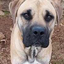 Thumbnail photo of Shiloh #1