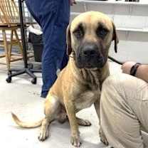 Thumbnail photo of Shiloh #2