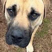 Thumbnail photo of Shiloh #3