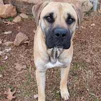 Thumbnail photo of Shiloh #4