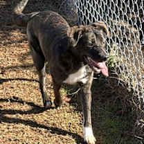 Thumbnail photo of Raisin #2