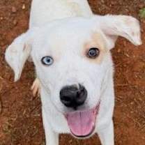 Thumbnail photo of Tito #1