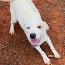 Thumbnail photo of Tito #2