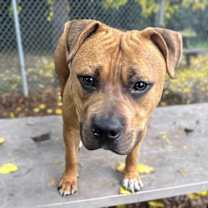 Thumbnail photo of Meyer #1