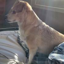 Thumbnail photo of Chase #1