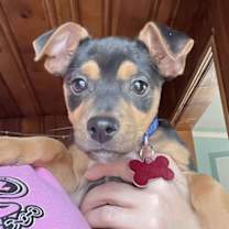 Thumbnail photo of Pierogi #2