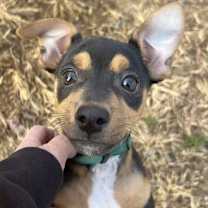 Thumbnail photo of Pierogi #3