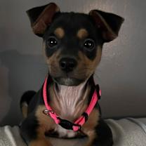 Thumbnail photo of Pierogi #4