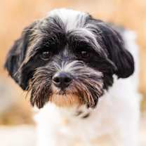 Thumbnail photo of Keaton #1