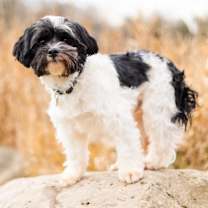 Thumbnail photo of Keaton #2