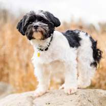 Thumbnail photo of Keaton #3