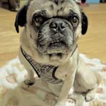 Thumbnail photo of Buddy #4