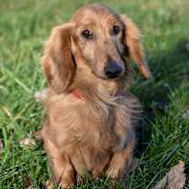 Thumbnail photo of Ryder #3