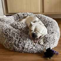 Thumbnail photo of BonBon #2