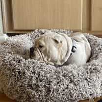 Thumbnail photo of BonBon #3