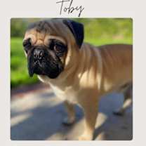 Thumbnail photo of TOBY #1