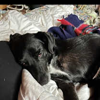 Thumbnail photo of Monte #2