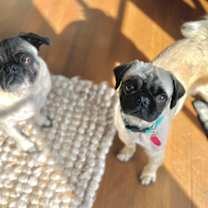 Thumbnail photo of Ralphie #2