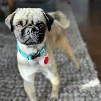 Thumbnail photo of Ralphie #3