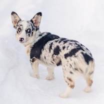 Thumbnail photo of Marble #2