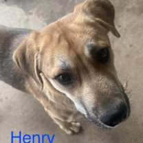 Thumbnail photo of Henry Avery Roscoe #1