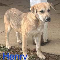 Thumbnail photo of Henry Avery Roscoe #3