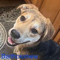 Thumbnail photo of Bartholomew Roberts Roscoe #1