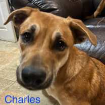 Thumbnail photo of Charles Vane Roscoe #1