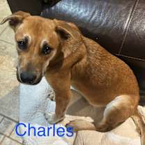 Thumbnail photo of Charles Vane Roscoe #2