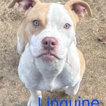 Thumbnail photo of Linguine Roscoe #1