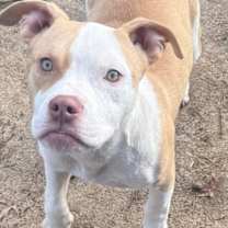 Thumbnail photo of Linguine Roscoe #2