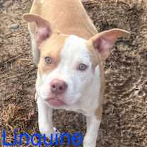 Thumbnail photo of Linguine Roscoe #3