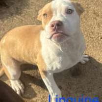 Thumbnail photo of Linguine Roscoe #4