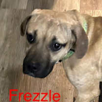 Thumbnail photo of Frezzle Philly #1