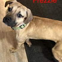 Thumbnail photo of Frezzle Philly #2
