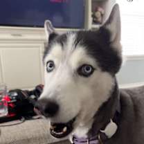 Thumbnail photo of Mishka #1