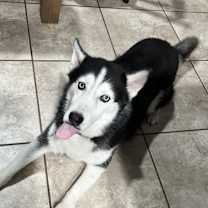 Thumbnail photo of Mishka #2