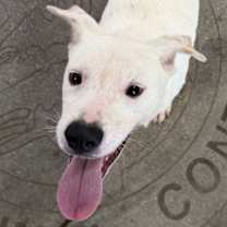 Thumbnail photo of Tawny #1