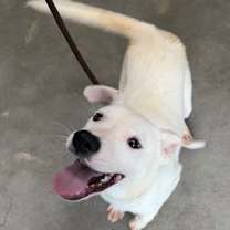 Thumbnail photo of Tawny #2