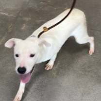 Thumbnail photo of Tawny #3