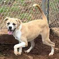 Thumbnail photo of Griffin #4