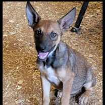 Thumbnail photo of Galileo #3