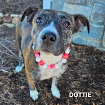 Thumbnail photo of Dottie #2